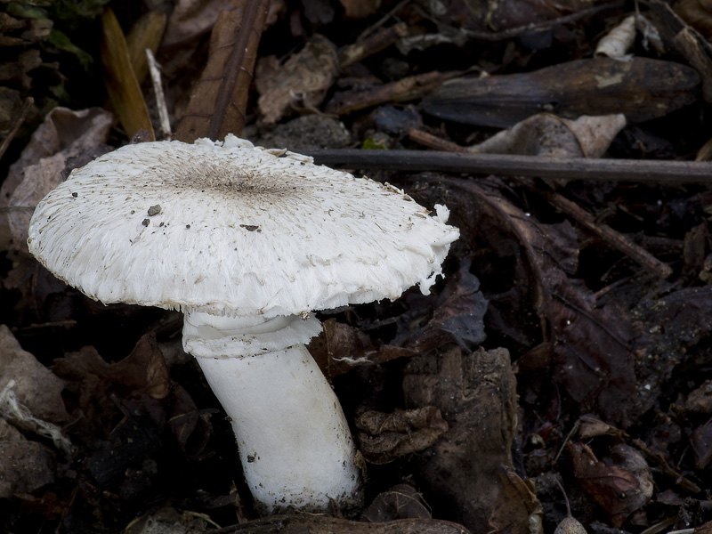 Leucoagaricus barssii